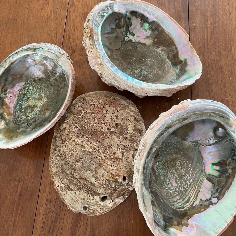 Natural Abalone Large Shell - Picture 3 of 16